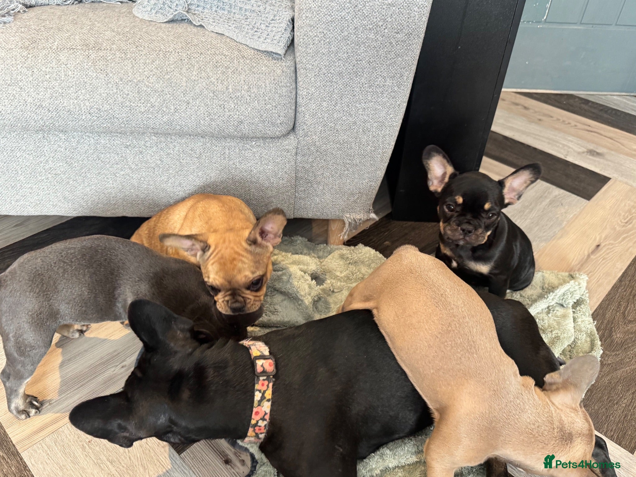 French Bulldog dogs Beautiful French Bulldog Puppies  - Advert 2
