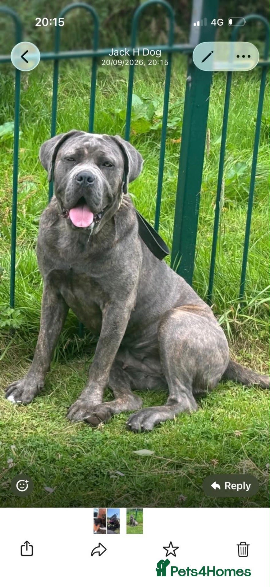 Cane Corso dogs Cane corso - Advert 1