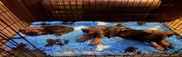 Border Terrier dogs for sale: Stunning slem free KC reg border terrier girls  - Advert 3