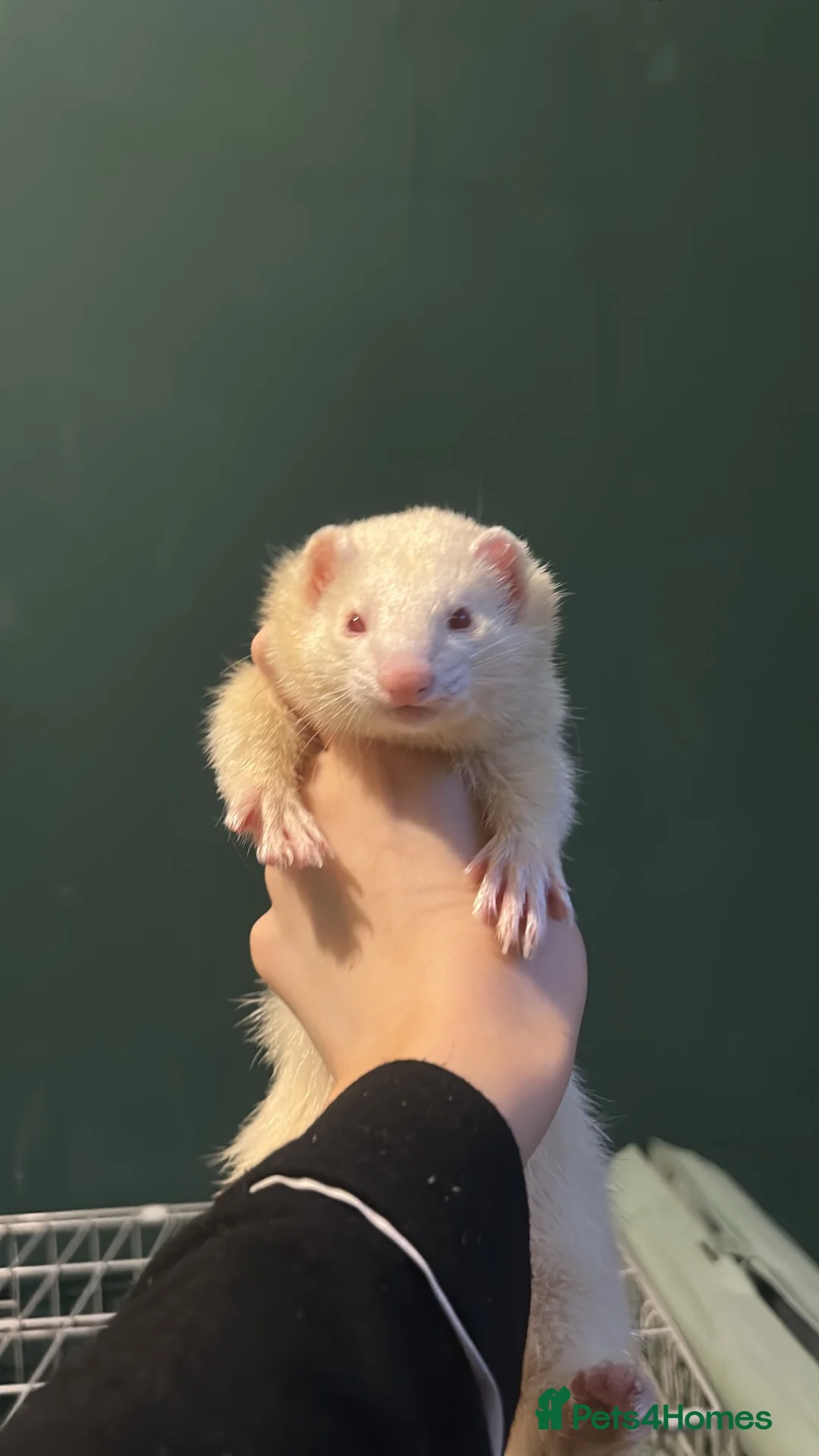Ferret rodents for sale: Rehoming indoor ferrets!! - Advert 2
