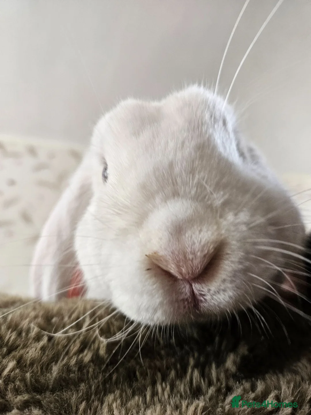 German Lop rabbits for sale: Rescue a Beautiful Rabbit - Advert 2