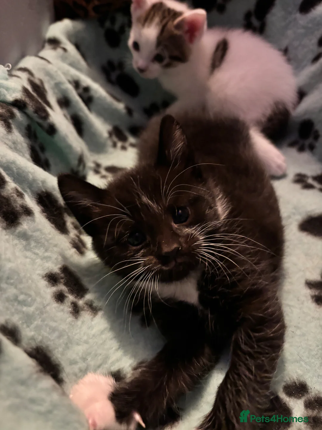 Mixed Breed cats for sale: adorable kittens for sale  - Advert 1