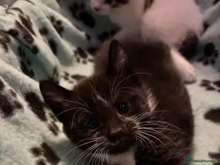 Mixed Breed cats adorable kittens for sale - Advert 1