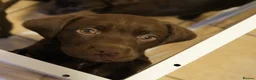Labrador Retriever dogs for sale: Ready to leave female chocolate labrador KC puppy - Advert 1