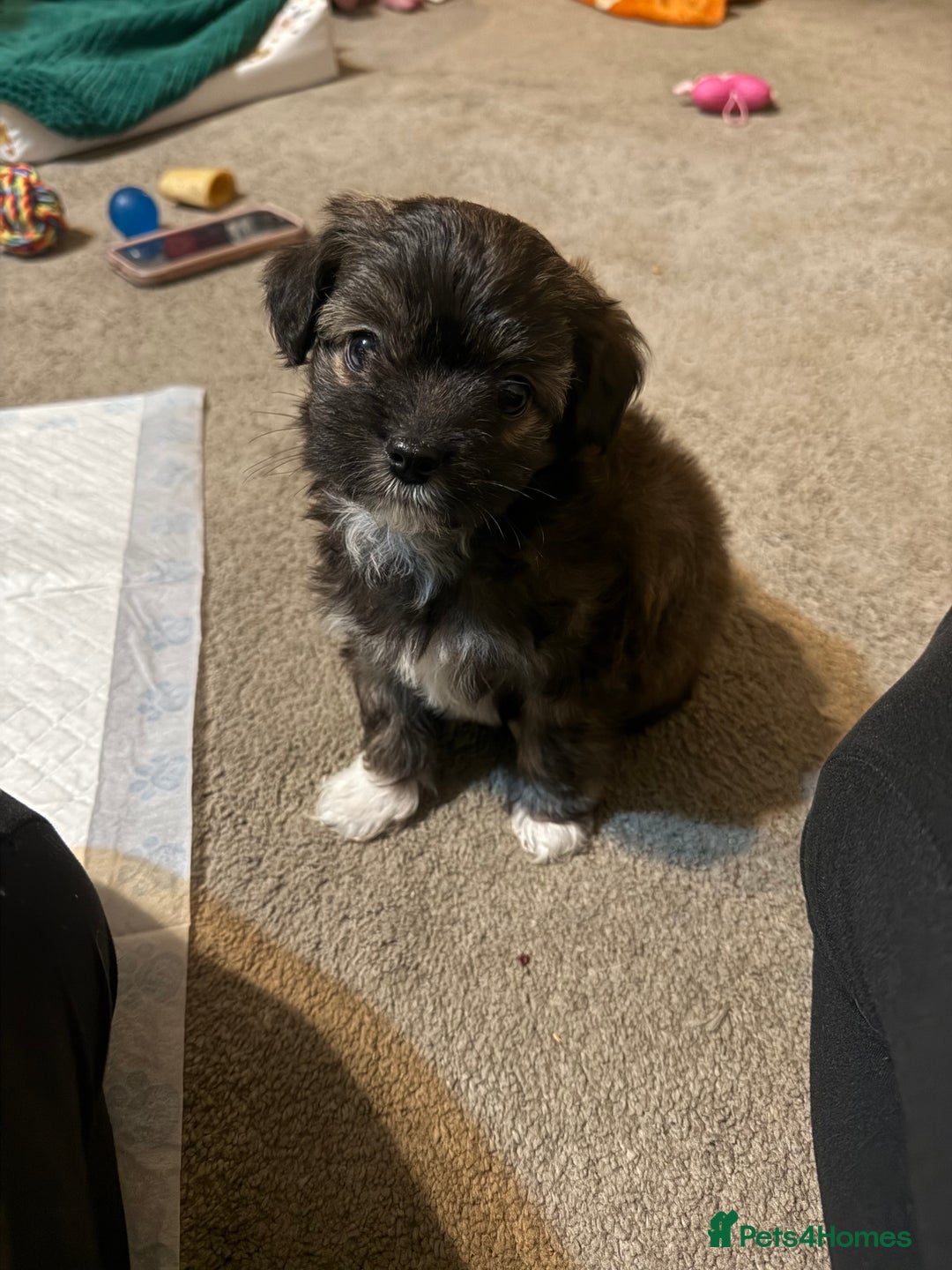 Mixed Breed dogs for sale: Female puppy for rehoming  - Advert 4