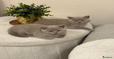 British Shorthair cats - Advert 6