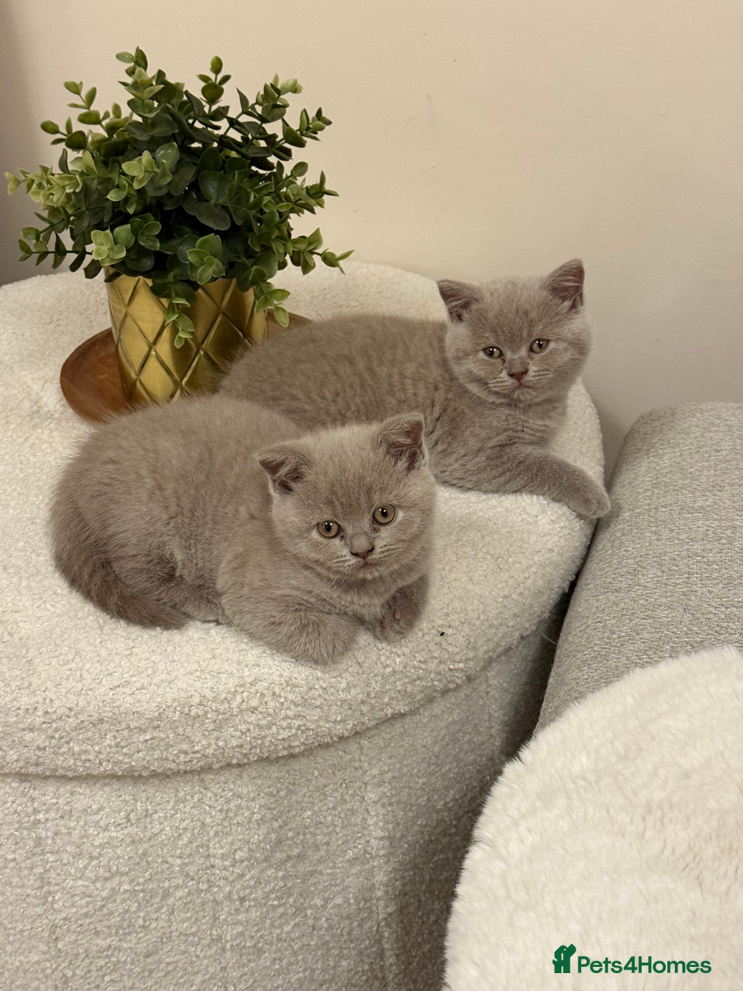 British Shorthair cats for sale: GCCF Female Lilac British Shorthair Kittens  - Image 2