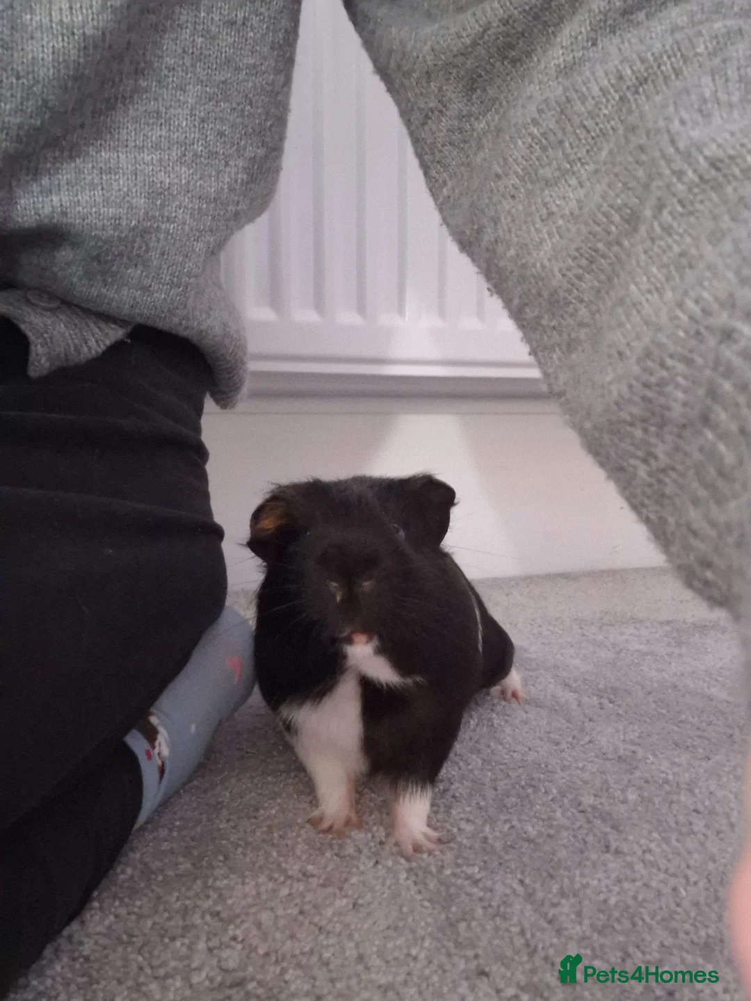 Guinea Pig rodents for sale: Willow and Oakley  in Darlington - Advert 2