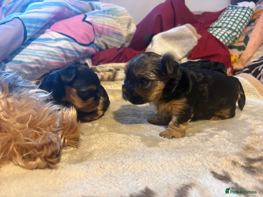 Yorkshire Terrier dogs for sale: 3 Yorkshire Terrier mini Girls - Advert 3