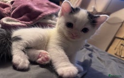 Maine Coon cats for sale: Mainecoon cross ragdoll - Image 2