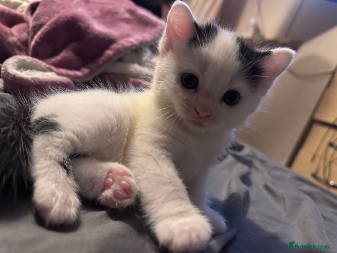 Maine Coon cats for sale: Mainecoon cross ragdoll - Image 2