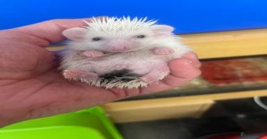 Pygmy Hedgehog rodents - Advert 5