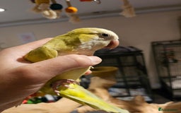 Budgerigars birds for sale: Beautiful Lime Green Quaker for sale!!! - Image 3