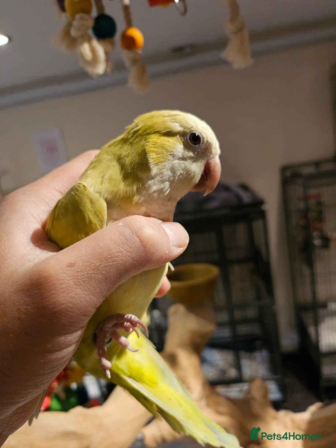 Budgerigars birds for sale: Beautiful Lime Green Quaker for sale!!! - Image 3