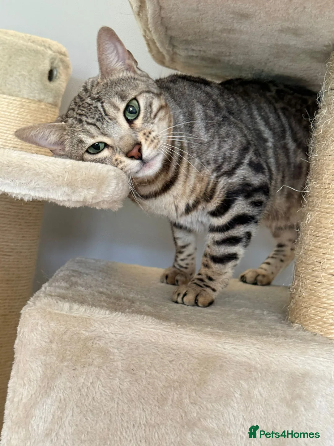 Bengal cats for sale: Female Silver Bengal Cat TICA Registered - Advert 5