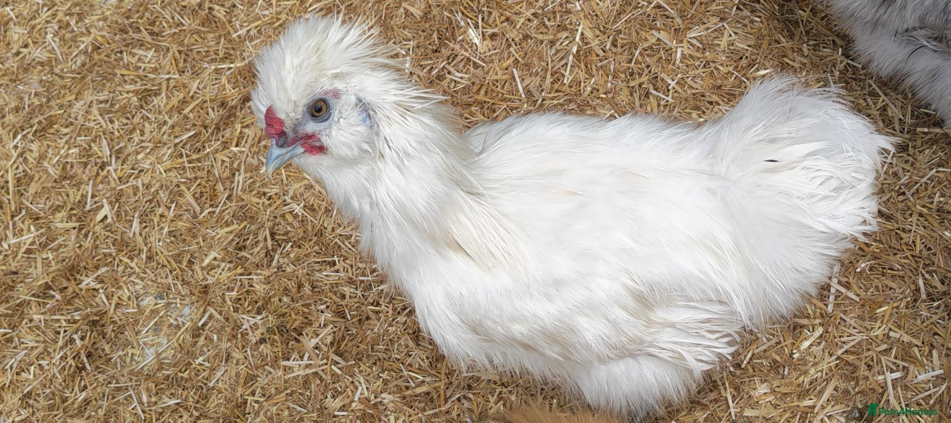 Chickens poultry Silkie rooster - Advert 1