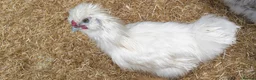 Chickens poultry for sale: Silkie rooster in Bedford - Advert 1