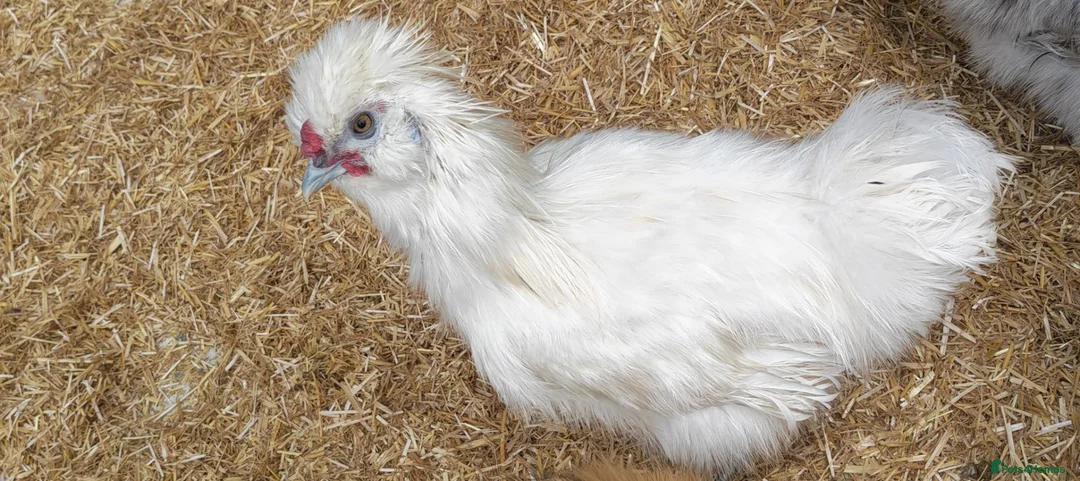 Chickens poultry for sale: Silkie rooster in Bedford - Advert 1