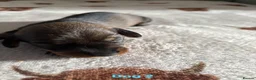 Dachshund dogs for sale: Teckel puppies - Standard size  - Advert 6