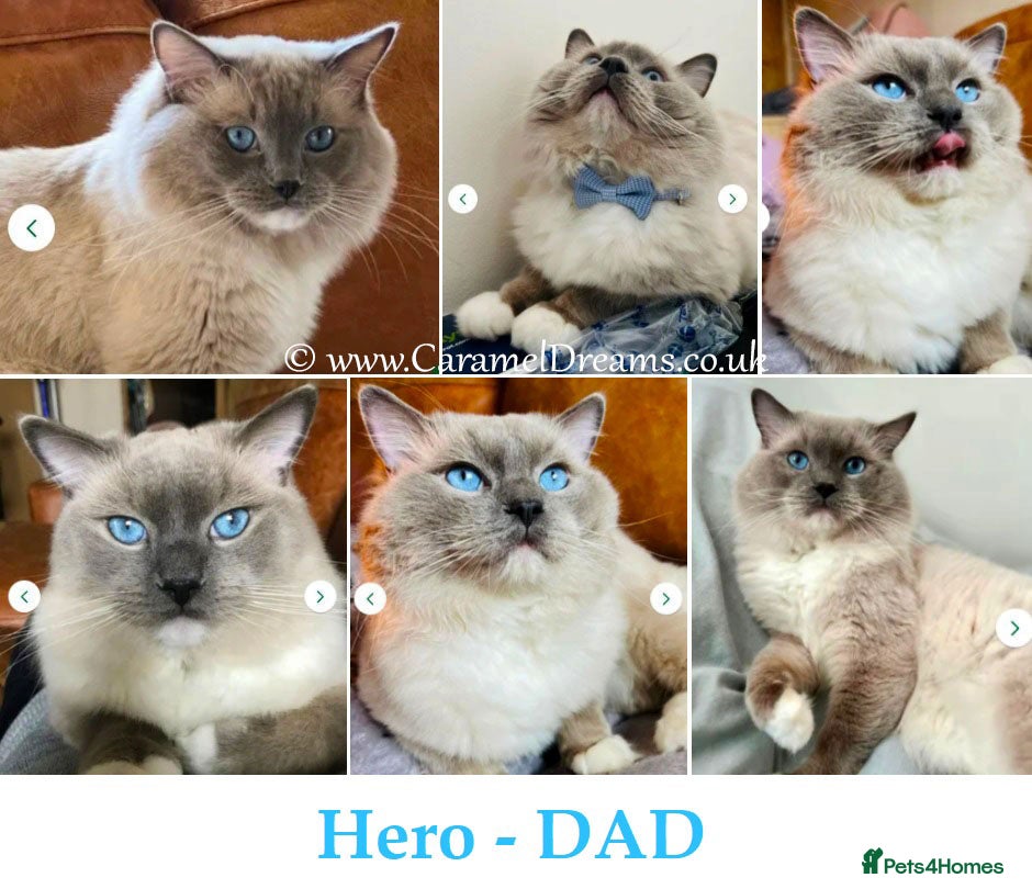 Ragdoll cats Limited Edition Ragdoll Babies - Advert 1