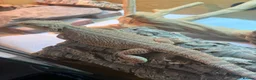 Bearded Dragon reptiles for sale: Female bearded dragon in Stafford - Advert 2