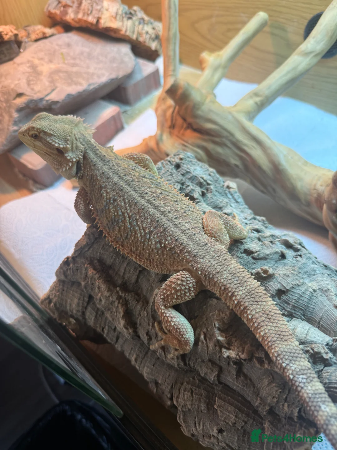 Bearded Dragon reptiles for sale: Female bearded dragon in Stafford - Advert 2