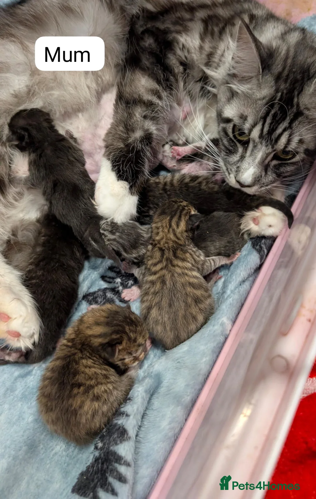 Maine Coon cats for sale: Maine Coon Cross Kittens - Advert 31