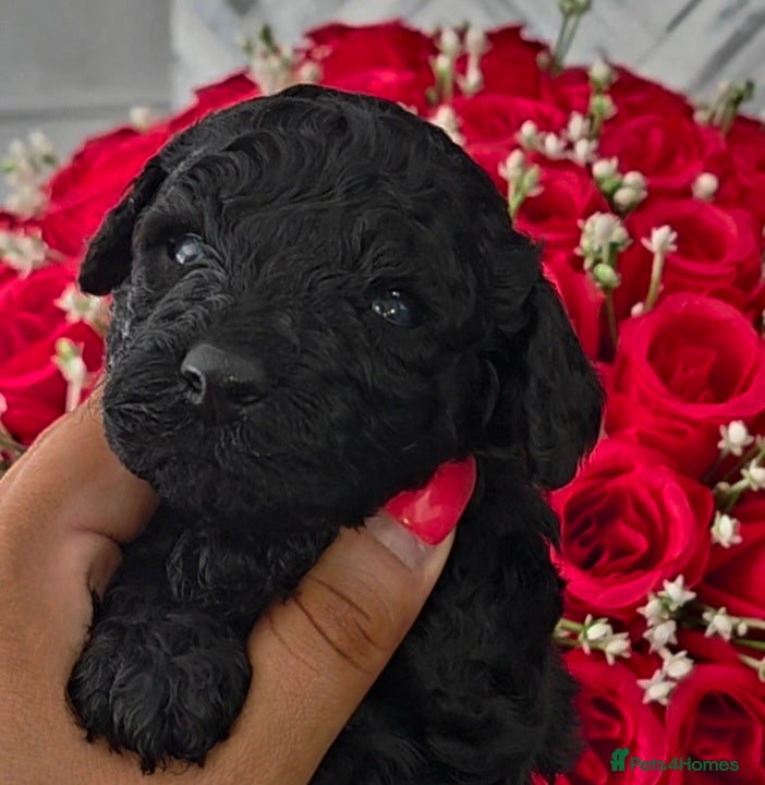 Miniature Poodle dogs Miniature poodles - Advert 2