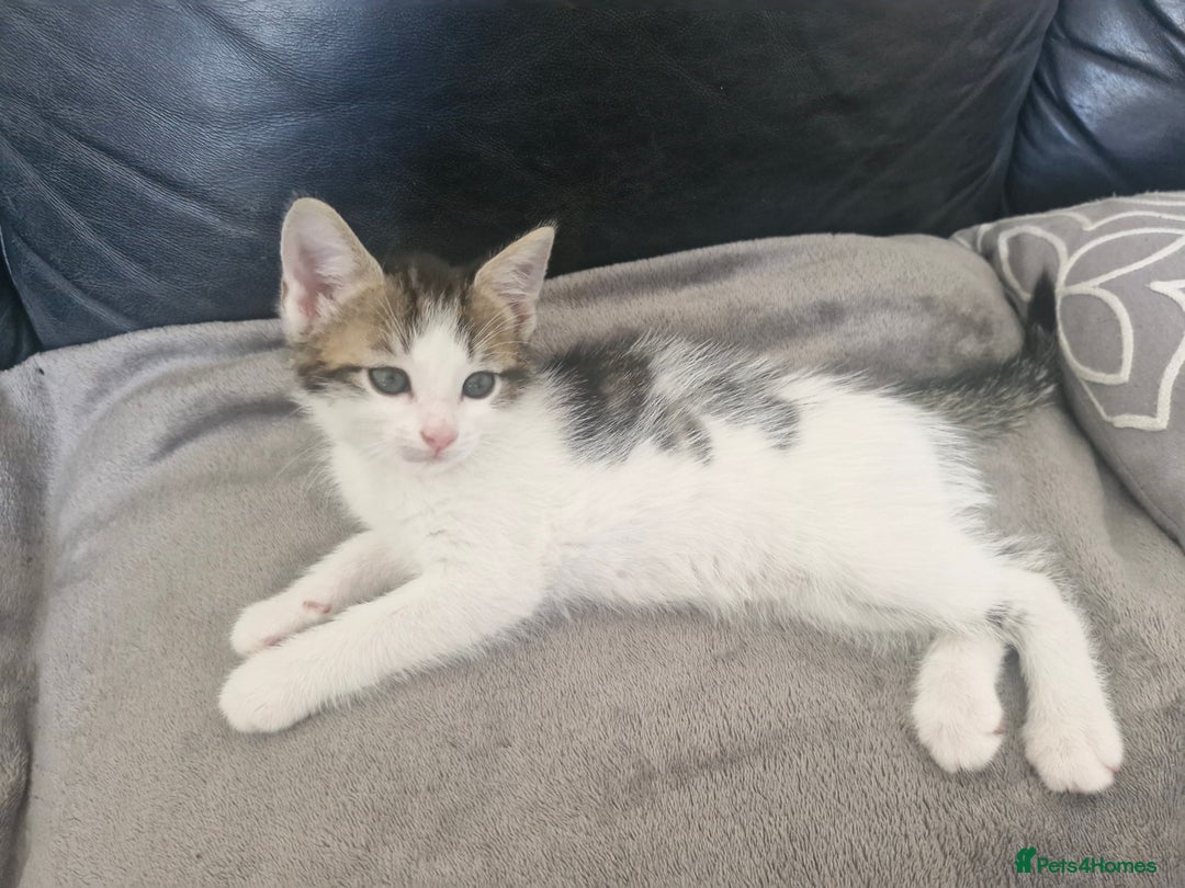 Mixed Breed cats for sale: 🐾 Rory & Charlie – Bengal Mix Boys 🐾 - Image 15