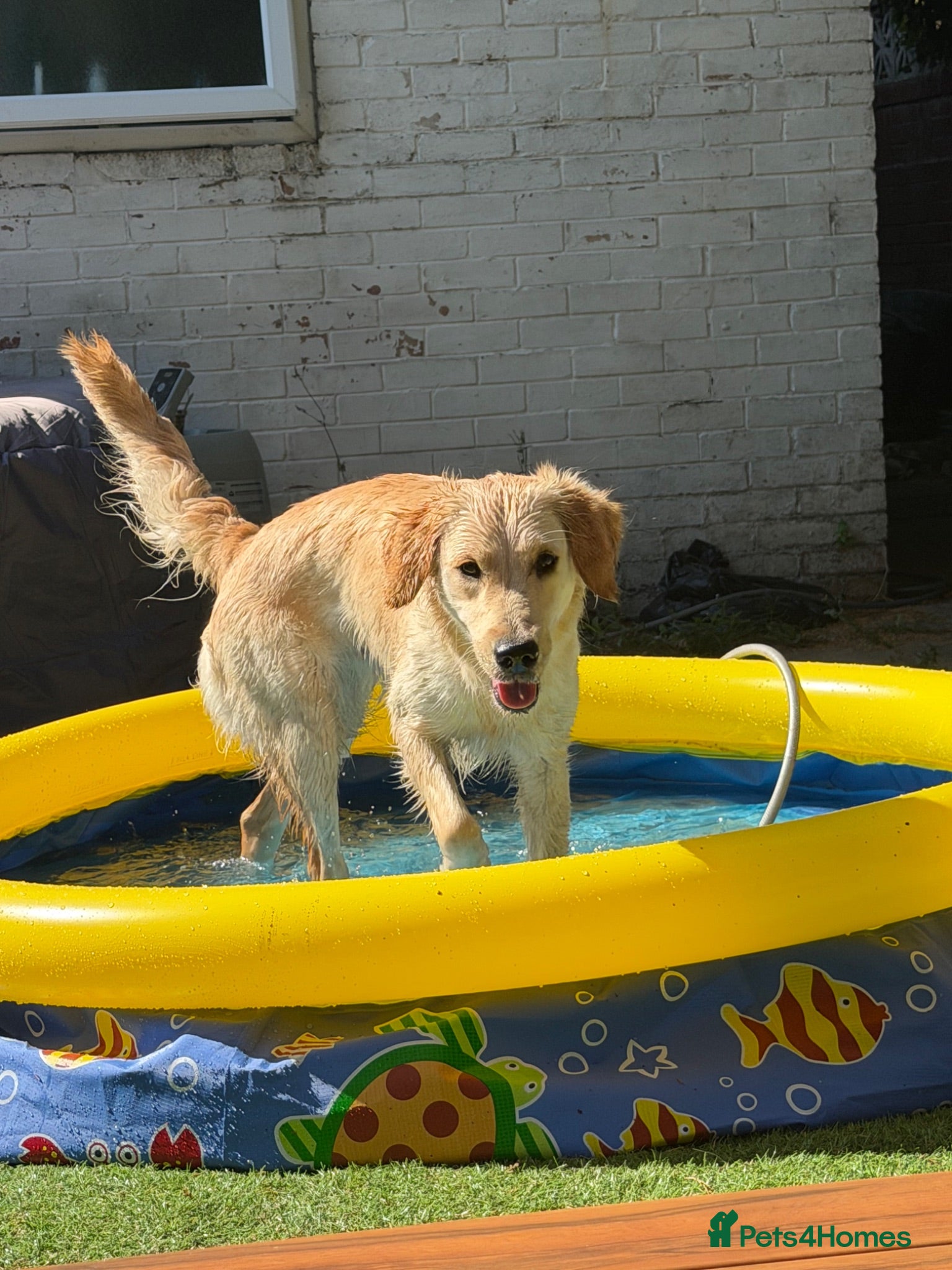 Golden Retriever dogs Sell my Beautiful bella - Advert 2