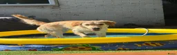Golden Retriever dogs for sale: Sell my Beautiful bella in Liverpool - Advert 1