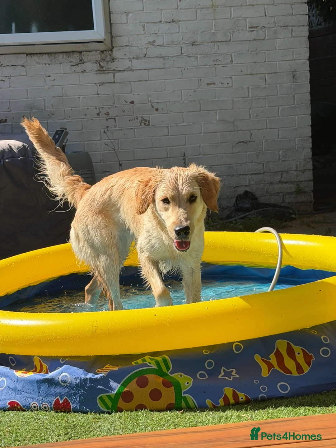 Golden Retriever dogs for sale: Sell my Beautiful bella in Liverpool - Advert 1