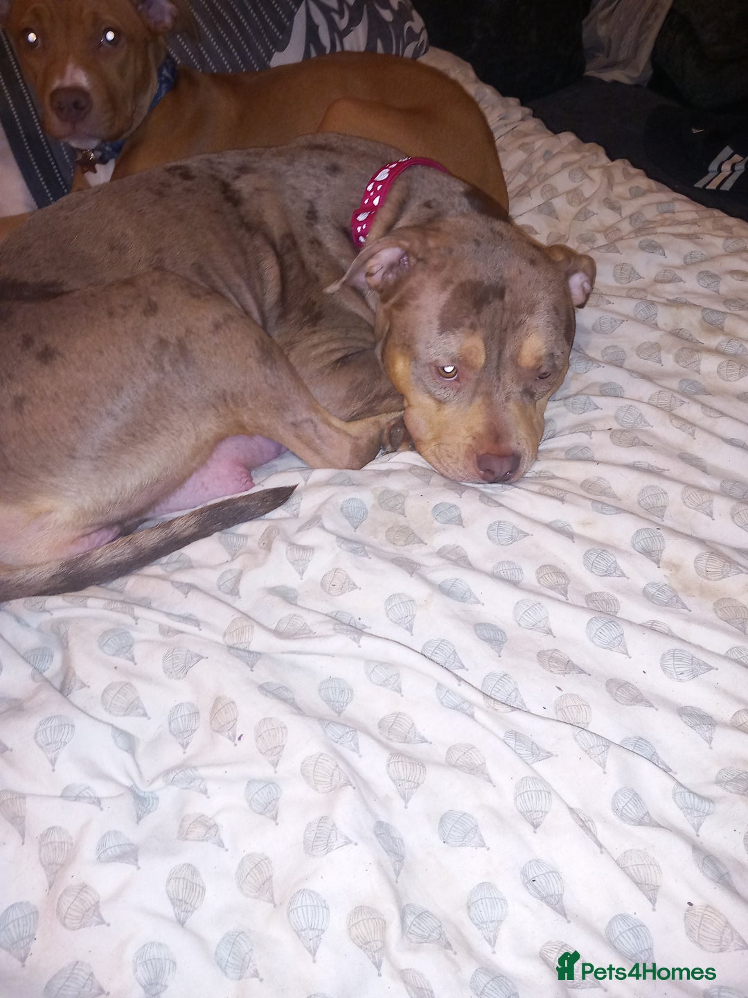 American Bulldog dogs for sale: Mr a FORD  - Advert 20