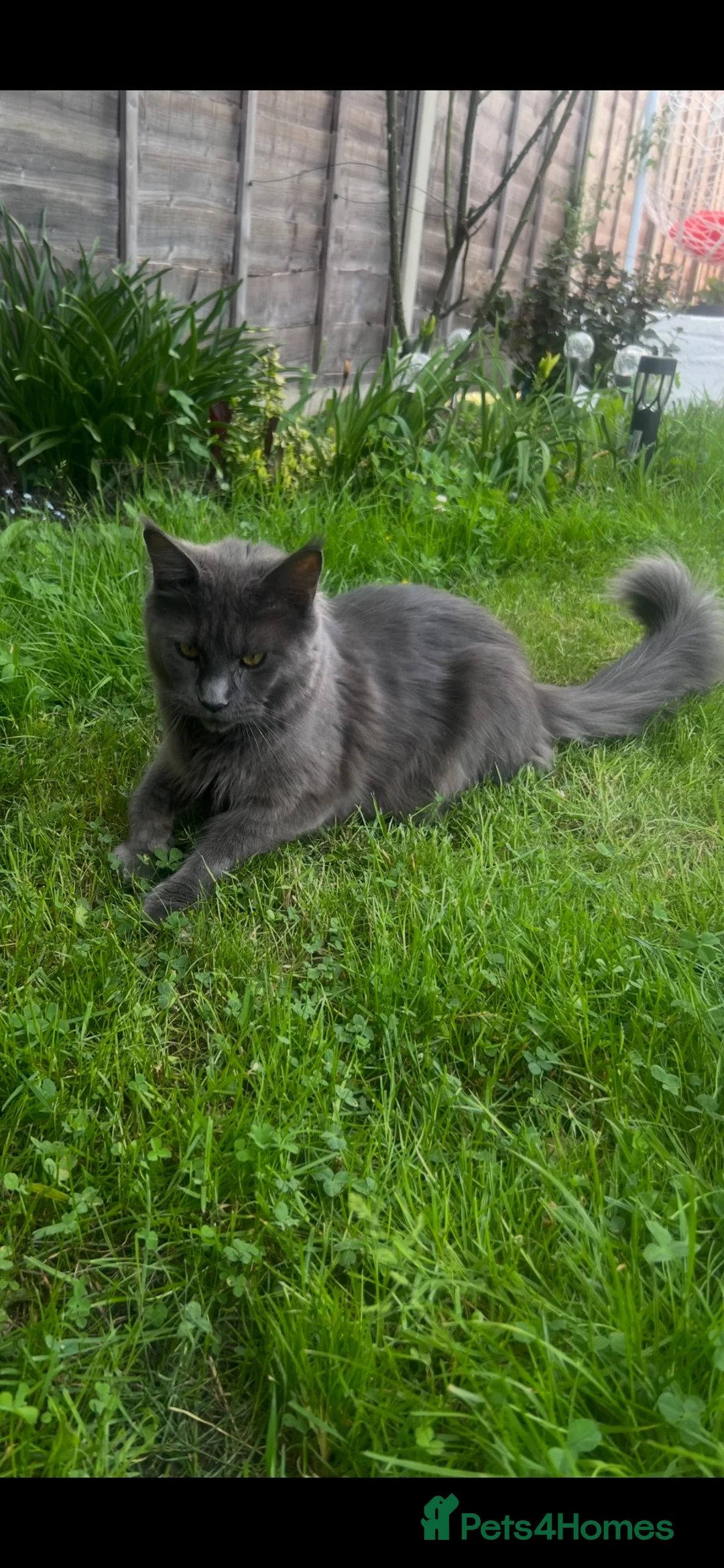 Mixed Breed cats for sale:  kittens looking for a loving forever home 🐾 in Ipswich - Advert 2