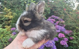 Angora rabbits for sale: 😍Large Angora babies- parents imported from 🇫🇷  - Image 4
