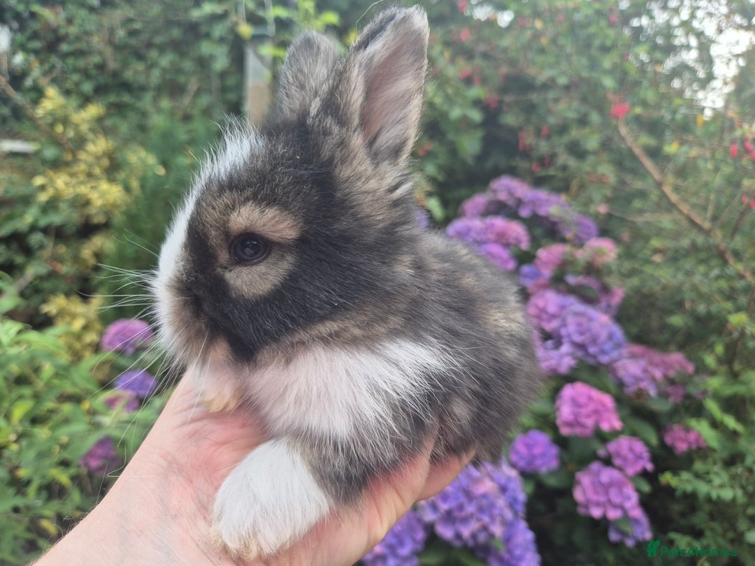Angora rabbits for sale: 😍Large Angora babies- parents imported from 🇫🇷  - Image 4