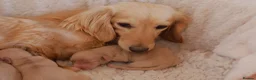 Miniature Dachshund dogs for sale: 5*Licensed+Cream+Long Hair+KC+VetChecked+PRAClear - Advert 25