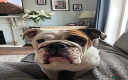 English Bulldog dogs for sale: Lola - looking for her retirement home  - Image 1