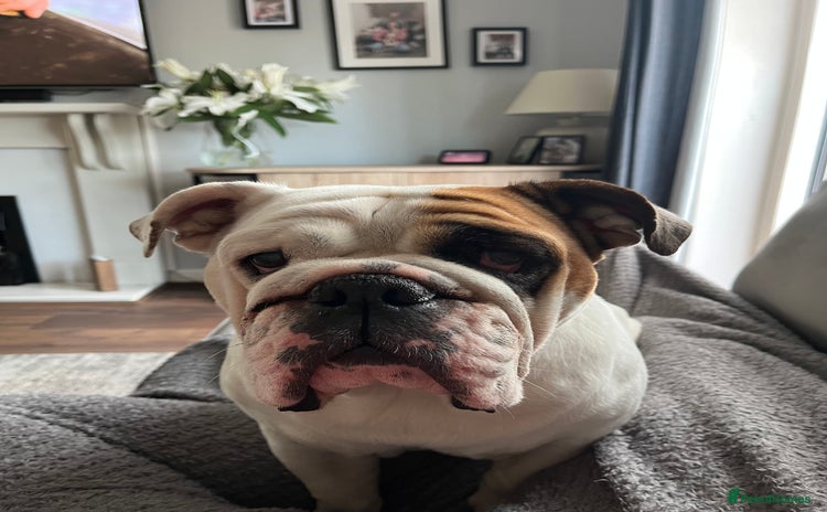 English Bulldog dogs - Advert 1