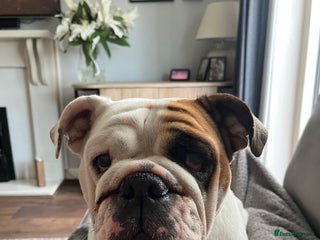 English Bulldog dogs - Advert 33