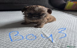 Shih Tzu dogs for sale: NEW Beautiful shih tzu puppies!!  - Image 3