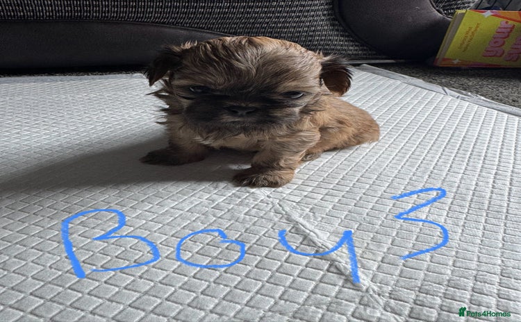 Shih Tzu dogs - Advert 6