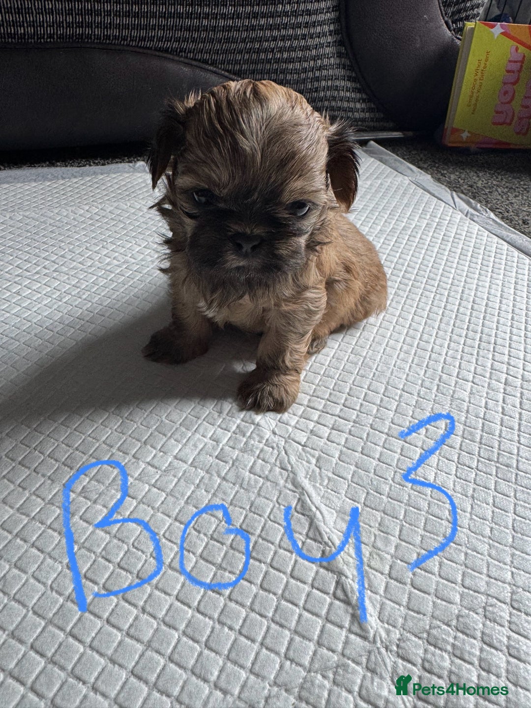 Shih Tzu dogs for sale: NEW Beautiful shih tzu puppies!!  - Image 3