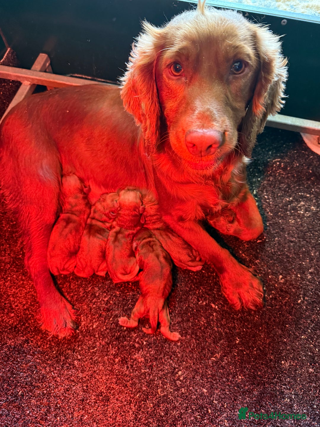Cocker Spaniel dogs for sale: STUNNING KC COCKER SPANIELS  - Image 8