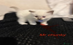 Ragdoll cats for sale: Bella’s ragdoll kittens ready December  - Image 7