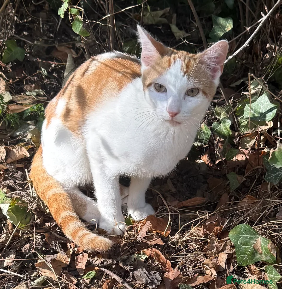 Mixed Breed cats for sale: 2 male kittens for sale just over 4 months old in Craven Arms - Advert 2
