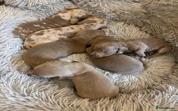 Dachshund dogs for sale: Dachshund Isabella dapple puppies  - Image 10