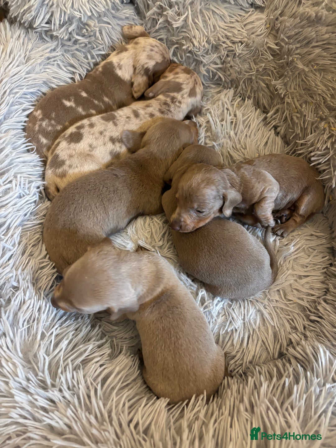 Dachshund dogs for sale: Dachshund Isabella dapple puppies  - Image 10