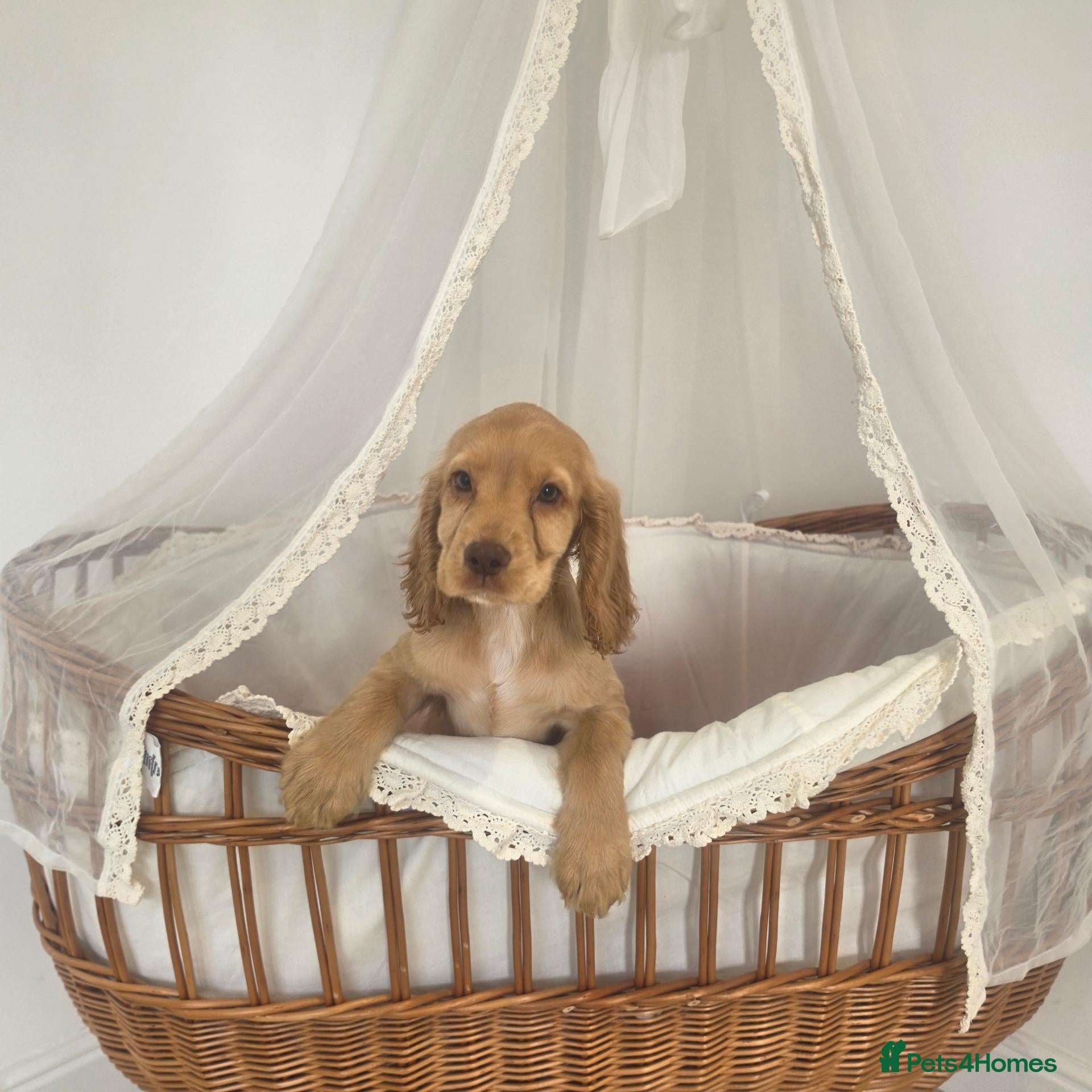 Cocker Spaniel dogs Golden and Black working type cocker spaniels - Advert 1