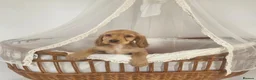 Cocker Spaniel dogs for sale: Golden and Black working type cocker spaniels - Advert 1